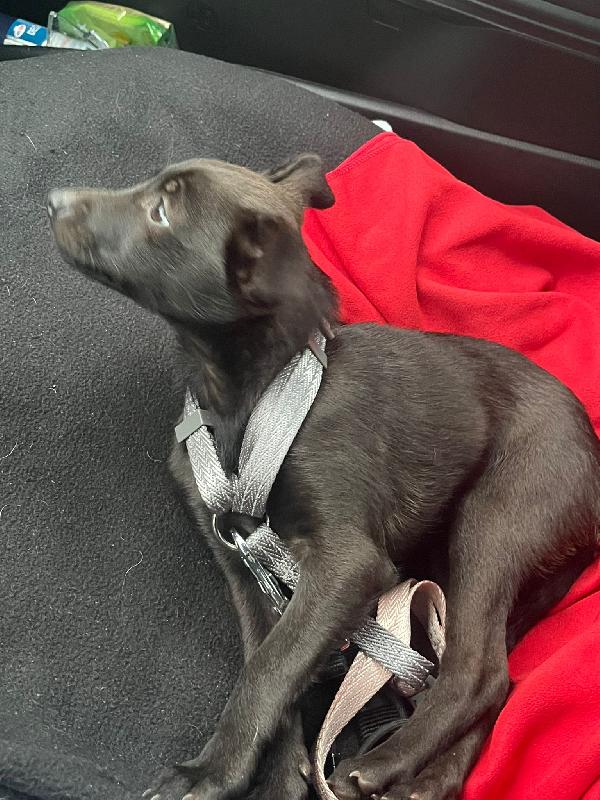 PERLA Adottami a tuo rischio e pericolo (di innamorarti follemente)! 🌹🥰 Foto 3